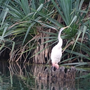 Anhinga novaehollandiae at Kununurra, WA - 16 Sep 2024 04:33 PM