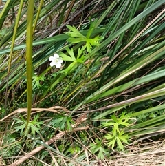 Geranium sp. at Glen Allen, NSW - 11 Dec 2024 by mahargiani