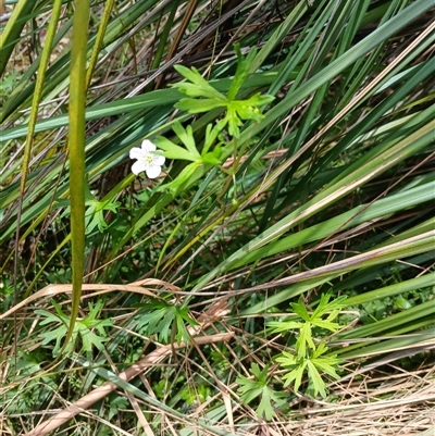 Geranium sp. at Glen Allen, NSW - 11 Dec 2024 by mahargiani