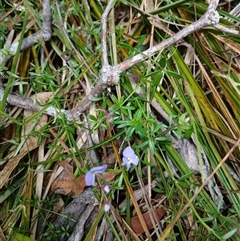 Veronica sp. at Glen Allen, NSW - 11 Dec 2024 by mahargiani