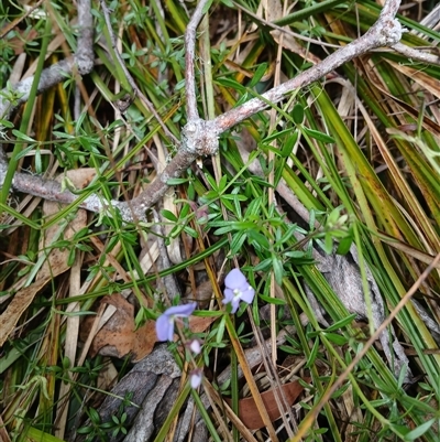 Veronica sp. at Glen Allen, NSW - 11 Dec 2024 by mahargiani