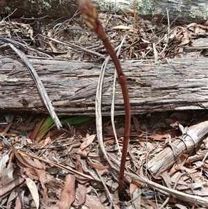 Dipodium roseum at Jincumbilly, NSW by mahargiani