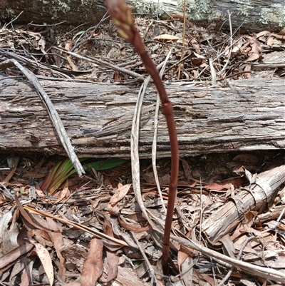 Dipodium sp. (A Hyacinth Orchid) at Jincumbilly, NSW - 11 Dec 2024 by mahargiani