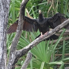 Anhinga novaehollandiae at Kununurra, WA - 16 Sep 2024 by Mike