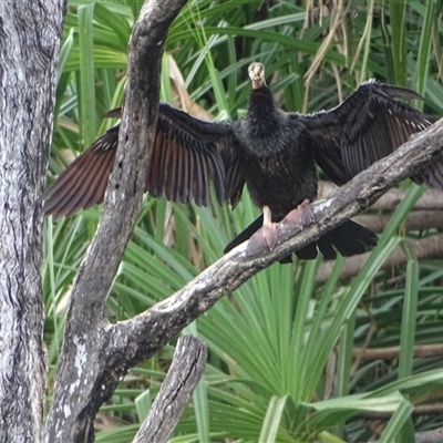 Anhinga novaehollandiae (Australasian Darter) at Kununurra, WA - 16 Sep 2024 by Mike