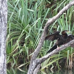 Anhinga novaehollandiae at Kununurra, WA - 16 Sep 2024