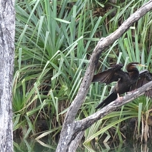 Anhinga novaehollandiae at Kununurra, WA - 16 Sep 2024