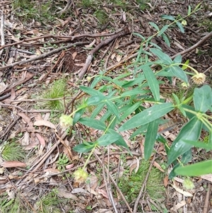 Pimelea ligustrina (Tall Rice Flower) at Glen Allen, NSW by mahargiani