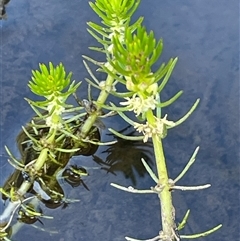 Myriophyllum variifolium (Varied Water-milfoil) at Urila, NSW - 11 Dec 2024 by JaneR