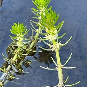 Myriophyllum variifolium (Varied Water-milfoil) at Urila, NSW by JaneR