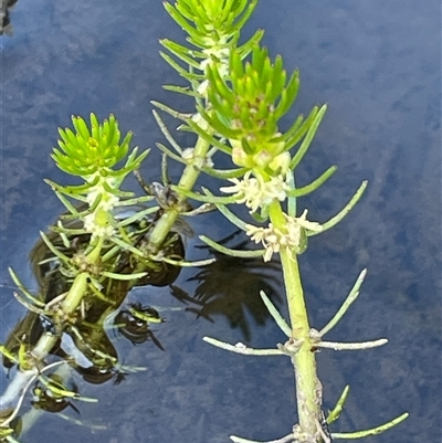 Myriophyllum variifolium (Varied Water-milfoil) at Urila, NSW - 11 Dec 2024 by JaneR