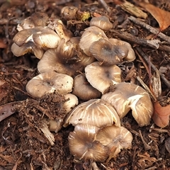 Trogia subglobospora ‘yellow gills’ at Acton, ACT - 25 Apr 2023 by Heino1