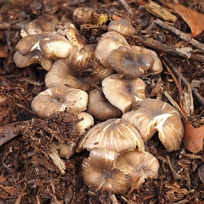 Trogia subglobospora ‘yellow gills’ at Acton, ACT - 26 Apr 2023 by Heino1