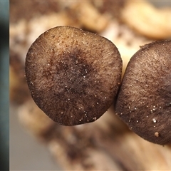 Trogia subglobospora ‘yellow gills’ at Acton, ACT - 26 Apr 2023