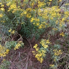 Senecio linearifolius var. arachnoideus (Cobweb Fireweed Groundsel) at Glen Allen, NSW - 11 Dec 2024 by mahargiani