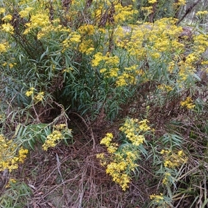 Senecio linearifolius var. arachnoideus at Glen Allen, NSW - 11 Dec 2024 03:16 PM