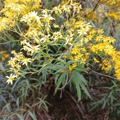 Senecio linearifolius var. arachnoideus at Glen Allen, NSW - 11 Dec 2024 03:16 PM