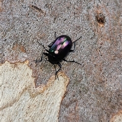 Chalcopteroides columbinus (Rainbow darkling beetle) at Higgins, ACT - 6 Dec 2024 by Nepenthe