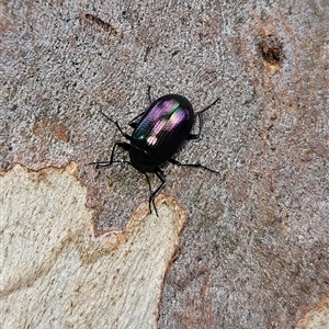 Chalcopteroides columbinus at Higgins, ACT - 6 Dec 2024 06:41 PM