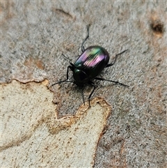 Chalcopteroides columbinus at Higgins, ACT - 6 Dec 2024 06:41 PM