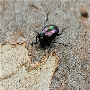 Chalcopteroides columbinus at Higgins, ACT - 6 Dec 2024 06:41 PM