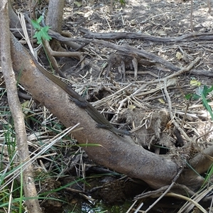 Varanus mertensi at Lake Argyle, WA - suppressed