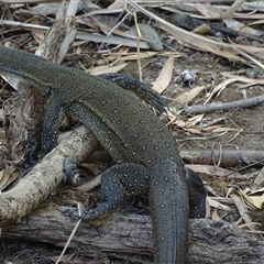 Varanus mertensi at Lake Argyle, WA - suppressed