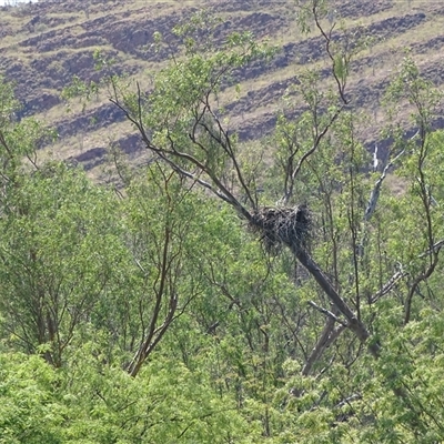 Unidentified Bird of prey at Lake Argyle, WA - 16 Sep 2024 by Mike