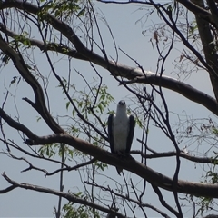 Haliaeetus leucogaster at Lake Argyle, WA - 16 Sep 2024 10:27 AM