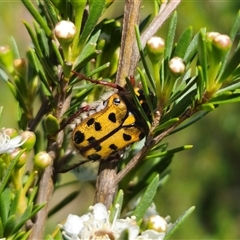 Neorrhina punctata at Carwoola, NSW - 11 Dec 2024 by Csteele4