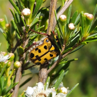 Neorrhina punctata at Carwoola, NSW - 11 Dec 2024 by Csteele4