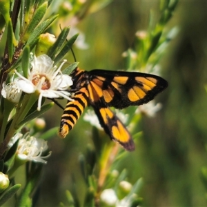 Amata (genus) at Carwoola, NSW - 12 Dec 2024