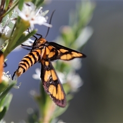 Amata (genus) at Carwoola, NSW - 12 Dec 2024