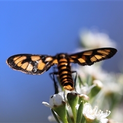 Amata (genus) at Carwoola, NSW - 12 Dec 2024