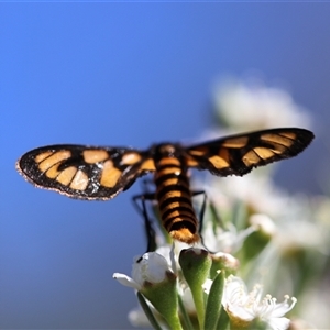 Amata (genus) at Carwoola, NSW - 12 Dec 2024