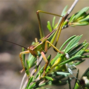 Terpandrus sp. (genus) at Carwoola, NSW by Csteele4