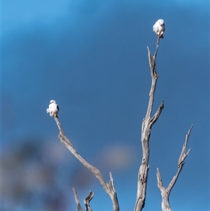 Elanus axillaris at Strathnairn, ACT - 22 Jul 2024