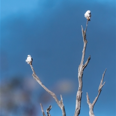 Elanus axillaris (Black-shouldered Kite) at Strathnairn, ACT - 22 Jul 2024 by Untidy