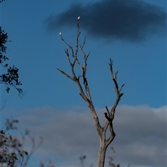 Elanus axillaris at Strathnairn, ACT - 22 Jul 2024