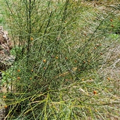 Unidentified Other Wildflower or Herb at Mawson, ACT - 12 Dec 2024 by Mike