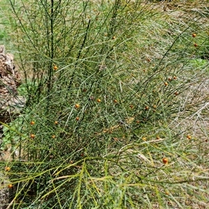 Unidentified Other Shrub at Mawson, ACT by Mike