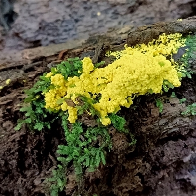 Myxomycete-plasmodium(class) (A slime mould) at Kianga, NSW - 12 Dec 2024 by Teresa