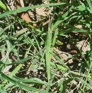 Unidentified Grasshopper (several families) at Gordon, ACT by pixelnips