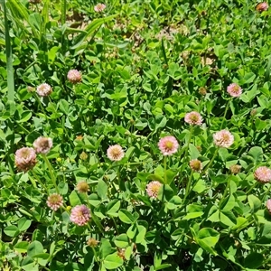 Trifolium campestre at Phillip, ACT by Mike