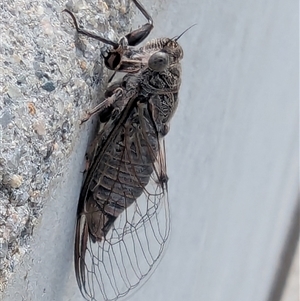 Galanga labeculata at Acton, ACT by HelenCross