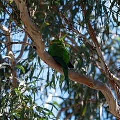 Polytelis swainsonii (Superb Parrot) at Higgins, ACT - 11 Dec 2024 by Untidy