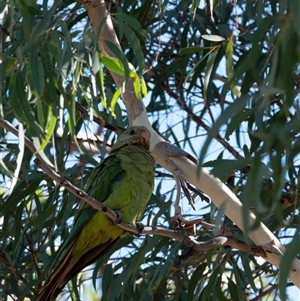 Polytelis swainsonii at Higgins, ACT - 11 Dec 2024