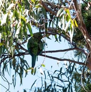 Polytelis swainsonii at Higgins, ACT - 11 Dec 2024