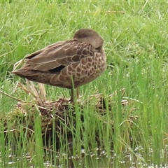 Anas gracilis (Grey Teal) at Dry Plain, NSW - 29 Dec 2023 by AndyRoo