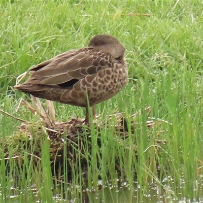 Anas gracilis (Grey Teal) at Dry Plain, NSW - 29 Dec 2023 by AndyRoo